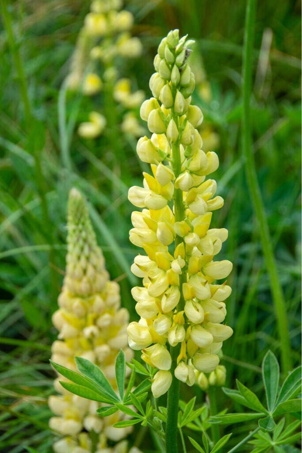 Lupin 'Chandelier' gul